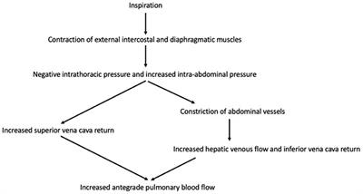 Impairments in Pulmonary Function in Fontan Patients: Their Causes and Consequences